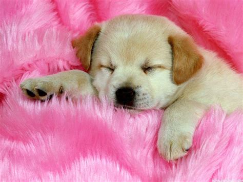 Cute Dogs Wallpapers - Wallpaper Cave