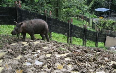 View video footage of rhino conservation activities — Borneo Rhino Alliance