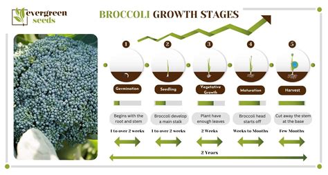 Broccoli Plant Growing Stages: Life Cycle Explained by Experts