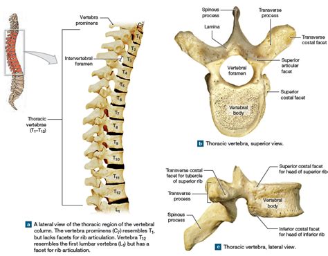 The thoracic vertebrae | Thoracic vertebrae, Thoracic, Vertebrae