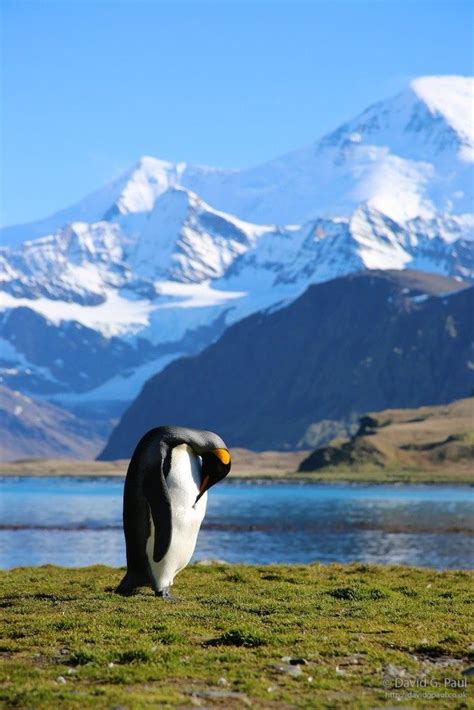 King Penguin by David Paul | 500px | Penguins, King penguin, Animals