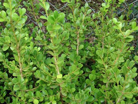 Buxus sempervirens – Maryflower