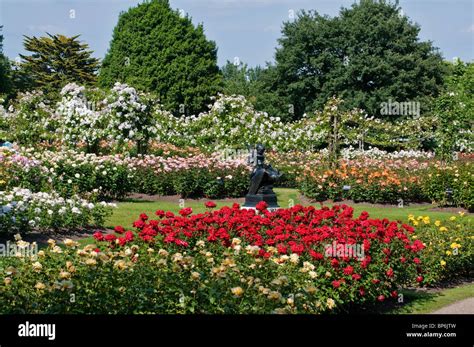 London. Regents Park, Queen Mary's Gardens, Roses Stock Photo: 30879321 ...