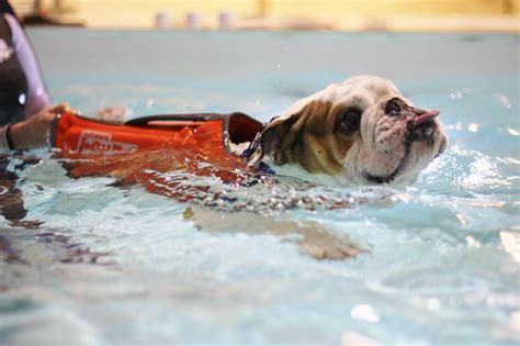 Gallery | Bluewaters Canine Hydrotherapy