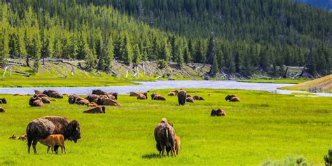 a herd of bison grazing in a green field