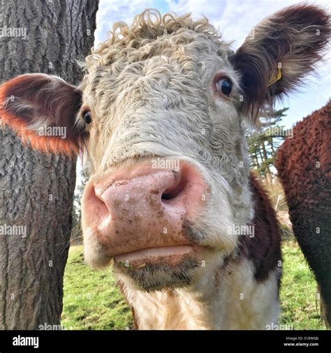 Cow face close up Stock Photo - Alamy