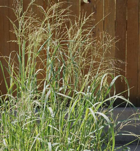 Switchgrass Blackwell (Panicum virgatum) | Applewood Seed Company