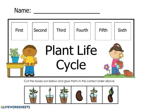 Life Cycle Of The Plants Worksheets - CycleWorksheet.com