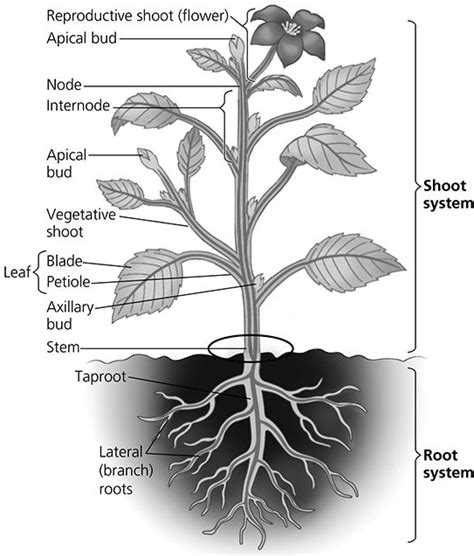 SOLVED: Reproductive shoot (flower) Apical bud Node Internode Apical ...