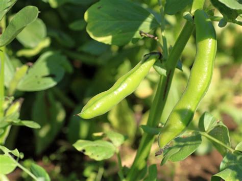 What Is A Fava Bean: Tips For Growing Fava Bean Plants | Gardening Know How