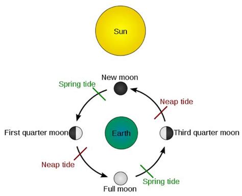 Relating Tides to the Moon Phases – Perkins School for the Blind