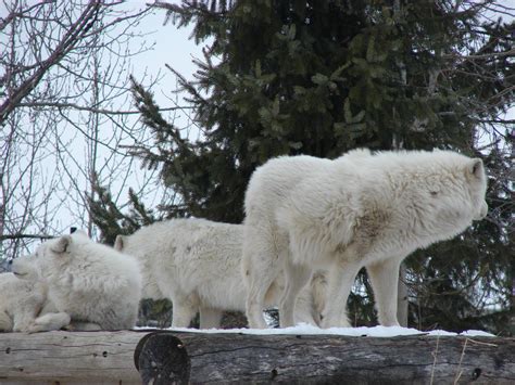 Arctic wolf pack - Toronto zoo. by Pappasaurus on DeviantArt