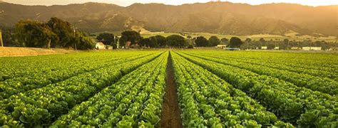 Crops grow on fertile farm land panoramic before harvest – Ten-Four ...