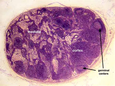 Histology at SIU