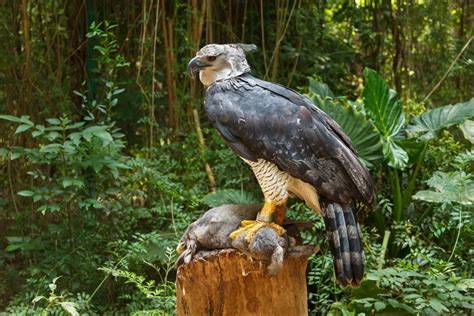 20 Harpy Eagle Facts - Bird Advisors