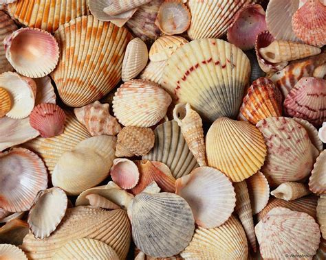 Sea Shells Wallpapers - Wallpaper Cave