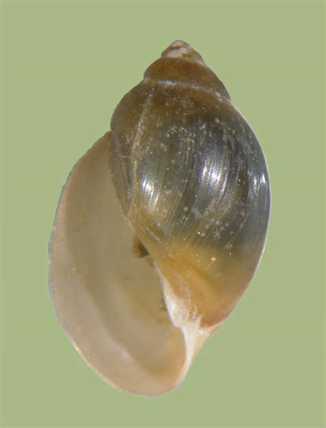 Species Account : Physa gyrina : Freshwater Gastropods of North America