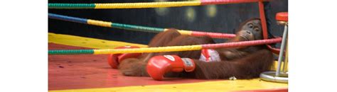 The Cruelty behind Orangutan Boxing