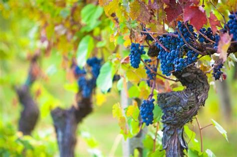 Premium Photo | Vineyard grapes ready for harvest