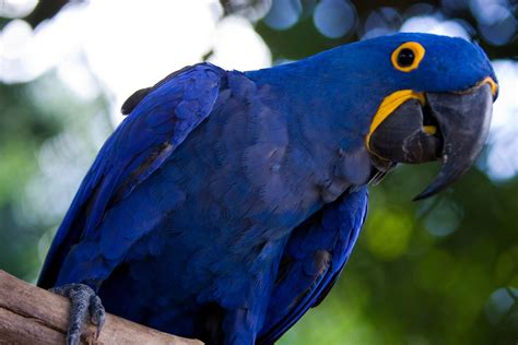 Blue Brazilian Macaw - Arara Azul - By F. Weberich Free Photo Download ...