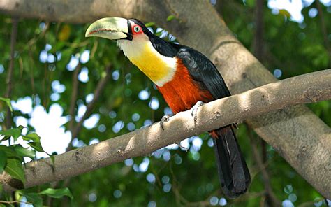 Brazilian Toucan - Image Abyss