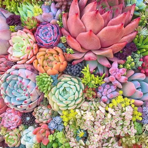 Southwold Succulents: The Ultimate Guide - Succulent Source