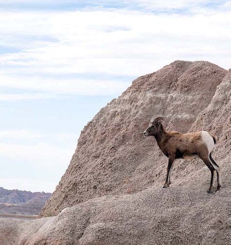 #animals at #Badlands National Park wildlife | Badlands national park ...