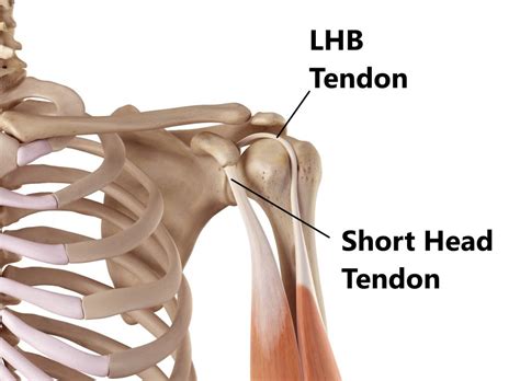 Biceps Tendon Origin