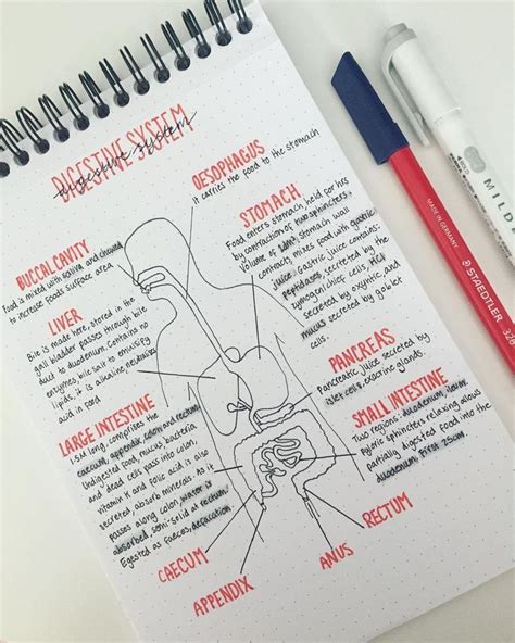 𝑷𝒊𝒏𝒕𝒆𝒓𝒆𝒔𝒕: 𝒉𝒐𝒏𝒆𝒆𝒚𝒋𝒊𝒏 | Medical school studying, Nursing school notes ...