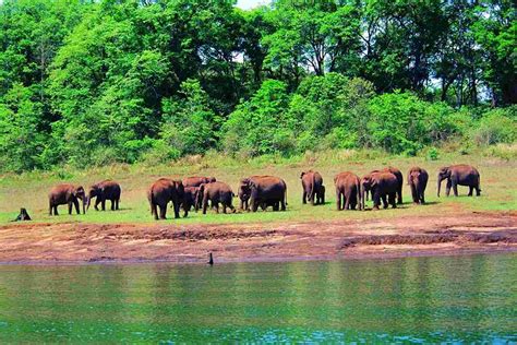 Thekkady Travel Guide | Periyar National Park | CuteKerala