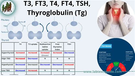 Thyroid Profile Tests Purpose, Procedure, Results and More