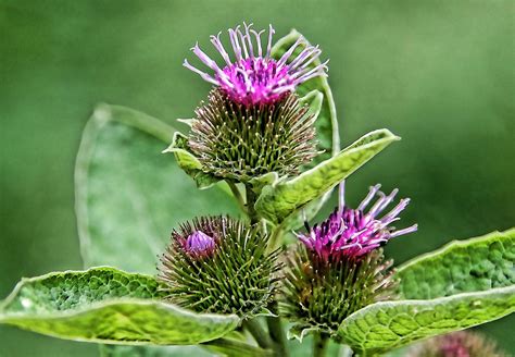 Common Cocklebur | Common Cocklebur (Xanthium strumarium) is… | Flickr