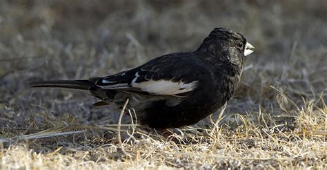 Lark Bunting : Minnesota Breeding Bird Atlas