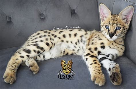 AVAILABLE SAVANNAH KITTENS | Luxury Savannahs