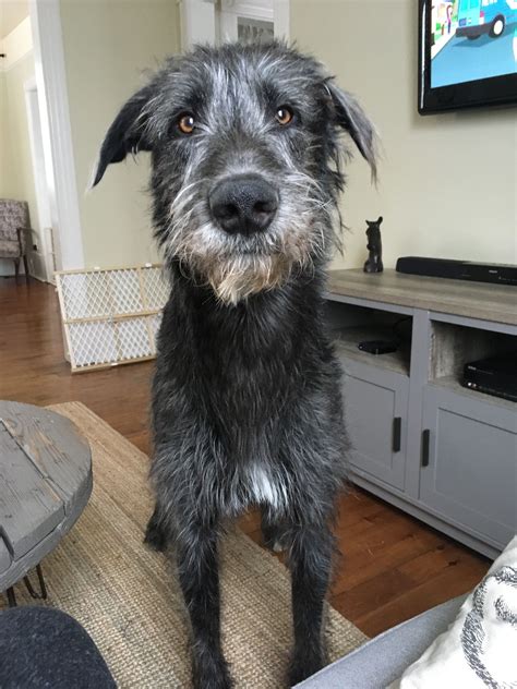 Irish Wolfhound puppy named Floki | Irish wolfhound dogs, Wolfhound ...