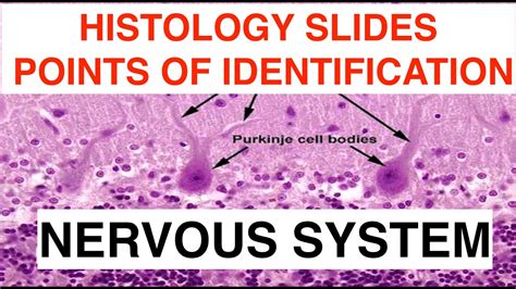 Peripheal Nerve Histology Slide Nerve