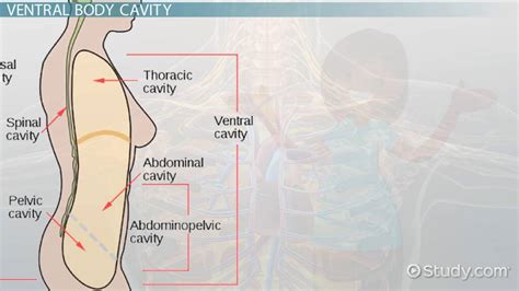 Ventral Body Cavity | Divisions, Diagram & Organs - Lesson | Study.com