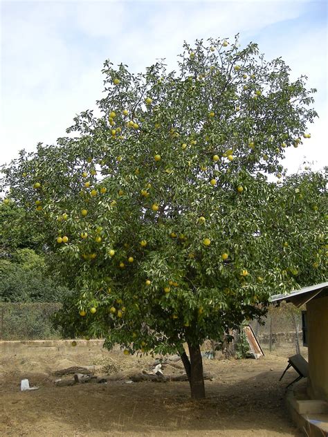 Citrus x aurantium - UF/IFAS Assessment - University of Florida ...