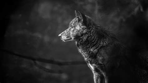 Black Wolf 4K Wallpapers - Top Free Black Wolf 4K Backgrounds ...