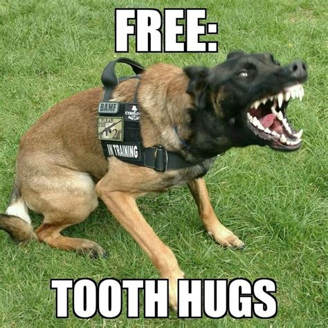 61 best Dog Trainer Memes images on Pinterest | Dental, Ha ha and K9 police