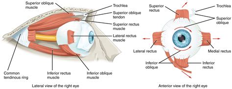 How the Eye Works - WE C Hope