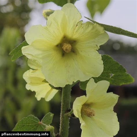 Alcea rugosa