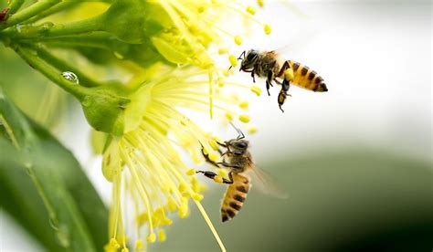 Which Crops and Plants Are Pollinated By Honey Bees? - WorldAtlas