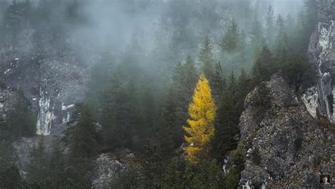 12 Fantastic Tips for Foggy Forest Photography | Fstoppers