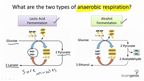 3.1.6 What are the two types of anaerobic respiration - YouTube