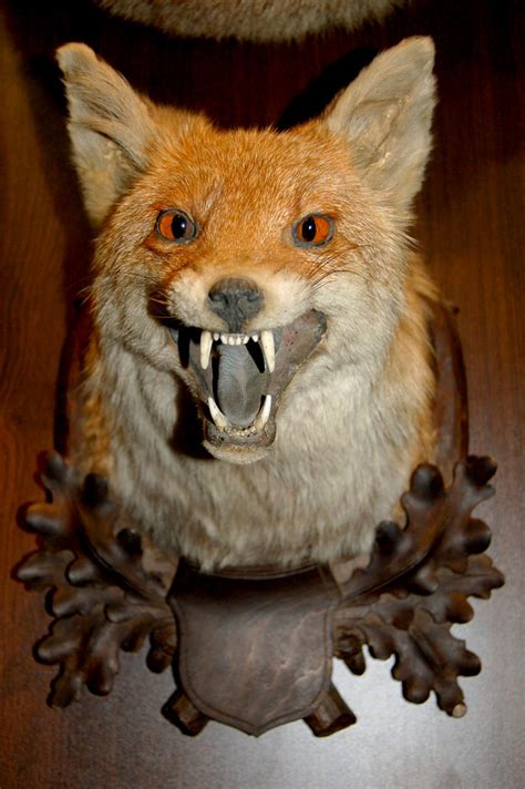 Scary Fox Mask | At the Museum of Hunting Arms and Trophies,… | Flickr