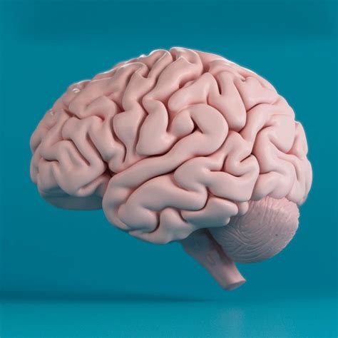 Brain Free 3D Models download - Free3D