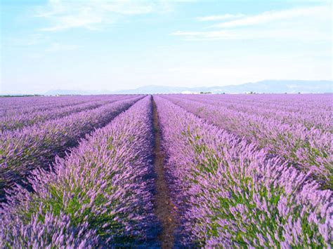 Lavender field - craibas.al.gov.br