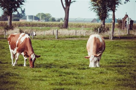 How to Start Sustainable Dairy Farming: Benefits and How to Reduce Your ...