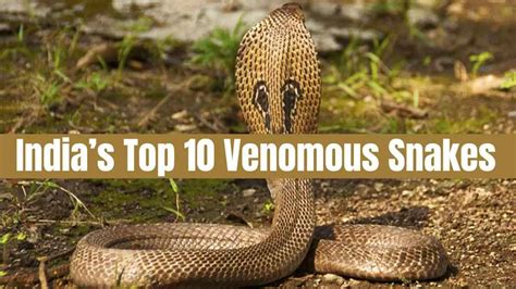 India’s Top 10 Venomous Snakes, Check List Here